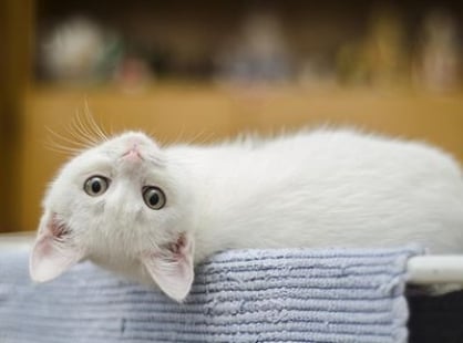 Assurance santé chat